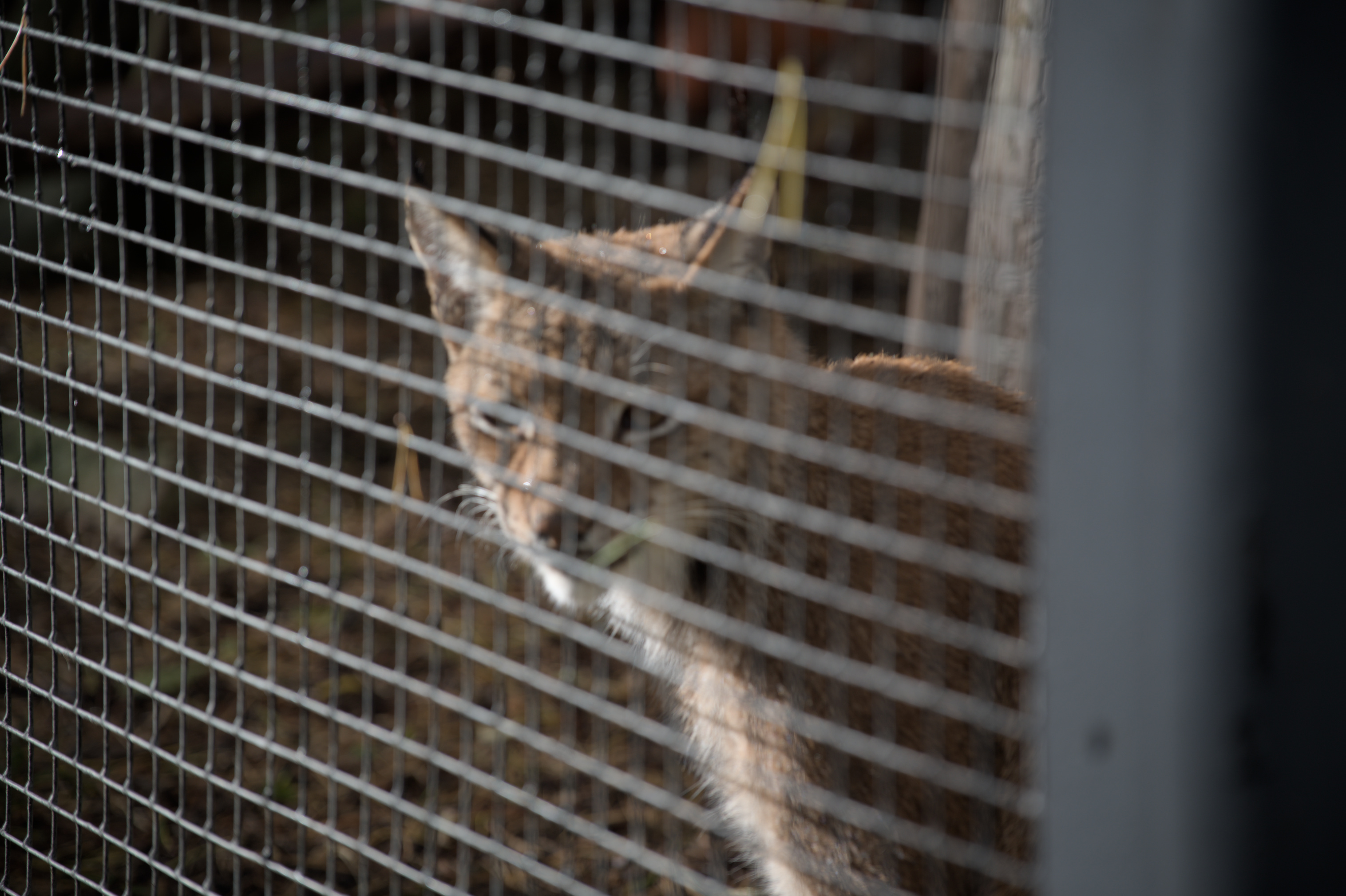 2025/10/12 - zoo/DSC_0348.jpg